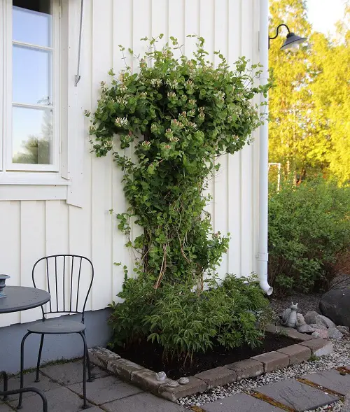 Different Types of Honeysuckle Varieties You Can Grow
