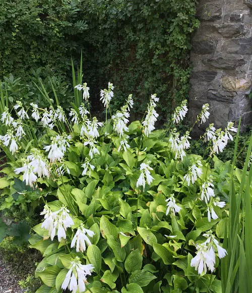 Plants That Can Resist Deer