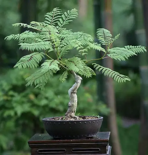 Green Foliage of the Bonsai Jacaranda