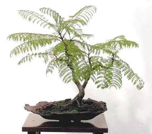 Jacaranda Bonsai Tree in a Bark Planter Pictures 