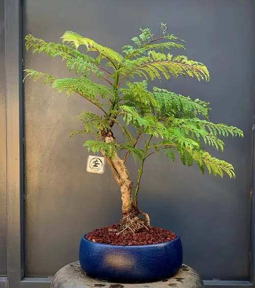 Jacaranda Bonsai Tree in Blue Pot