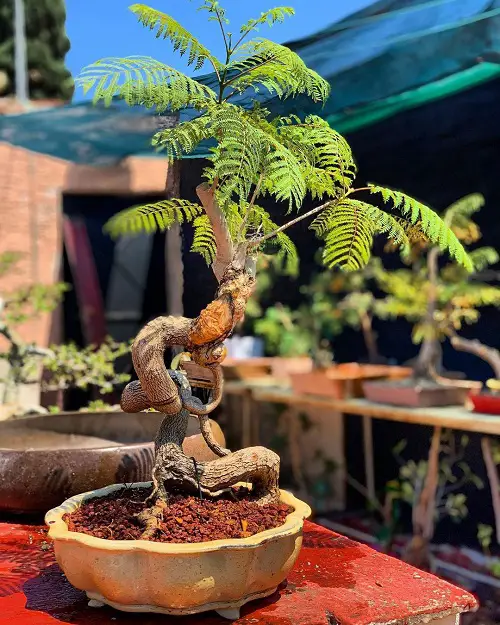 Twisted Trunk of the Jacaranda Bonsai Tree image