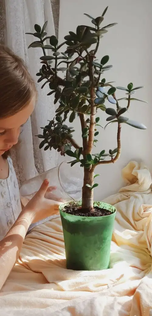 Watering jade plant 2