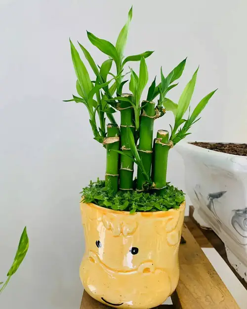 The Best Plants to Grow in a Basement with Minimal Light