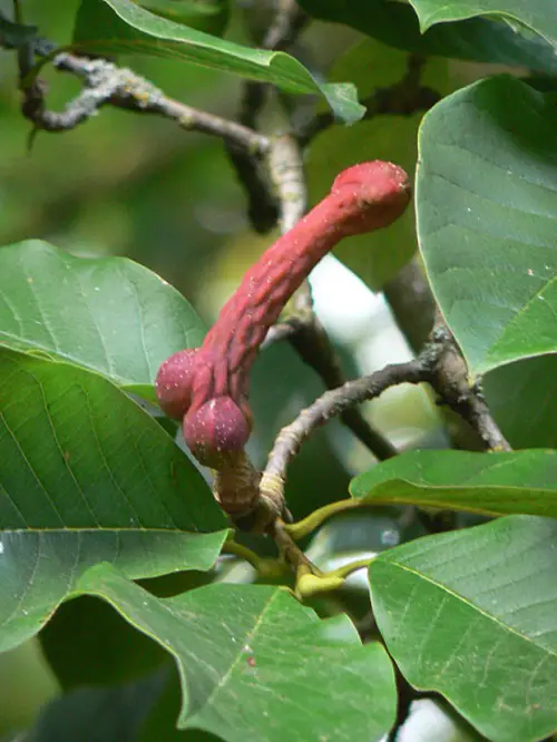 Penis-Resembling Features Plant
