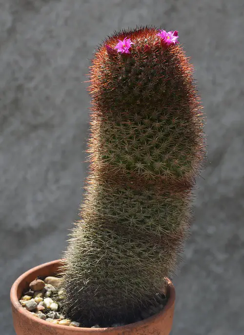 Shocking Plants that Look like Penis 1