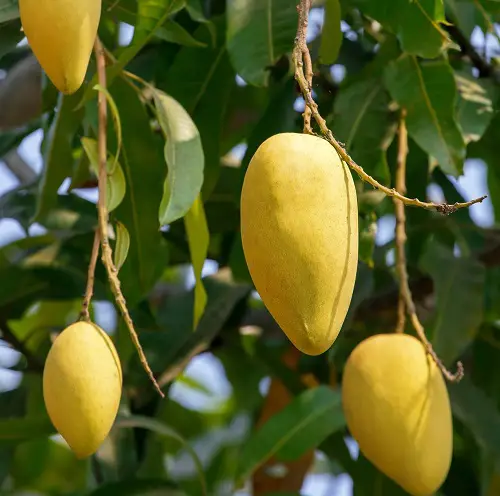 yellow Mango