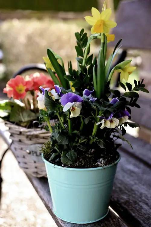 Best February Birth Month Flowers