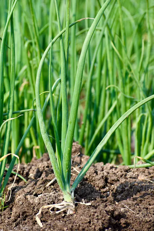 onion Plants to Avoid Planting with Sage