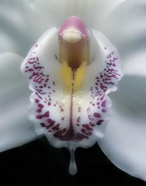 top Plants That Look Like Vagina