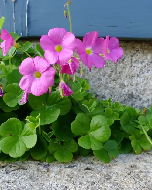 lovely Oxalis Varieties That You Must Plant