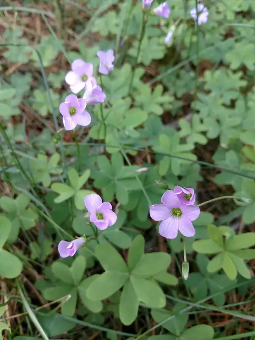 Oxalis Varieties That You Have to Plant