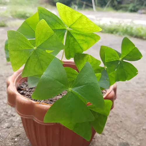 beautiful Top Oxalis Varieties That You Have to Plant