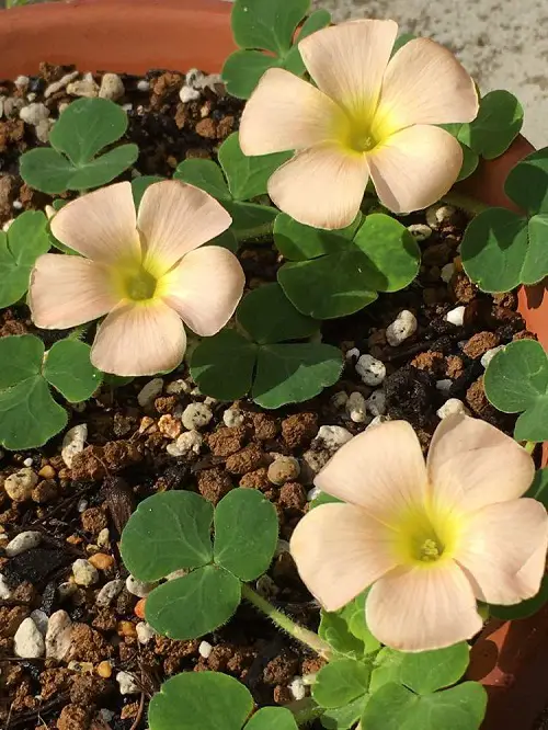 best Oxalis Varieties You Need to Plant