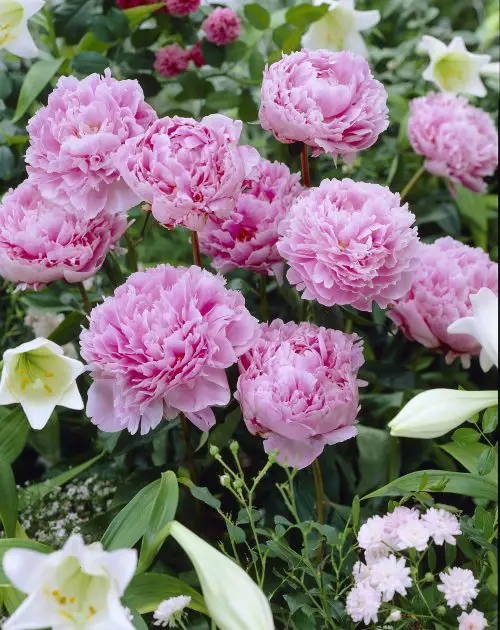 Splendid Perennial Flowers that Bloom for Decades