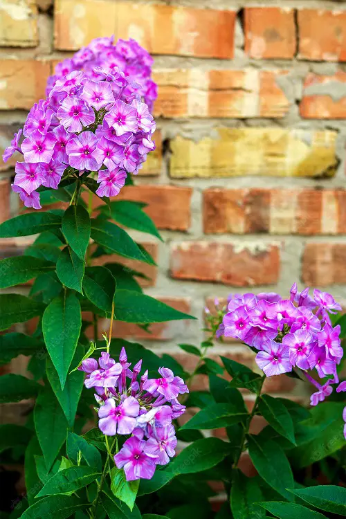 Sage Companion phlox