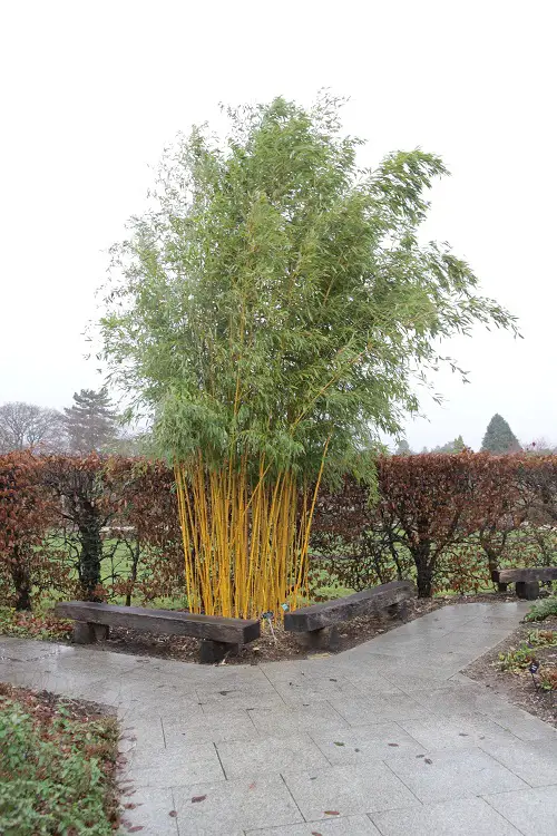Bamboo Plants to Grow in Gardens 2