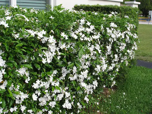 Low-Maintenance Shrubs 5