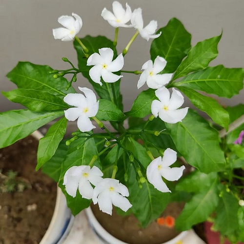 How to Grow Pinwheel Flowers