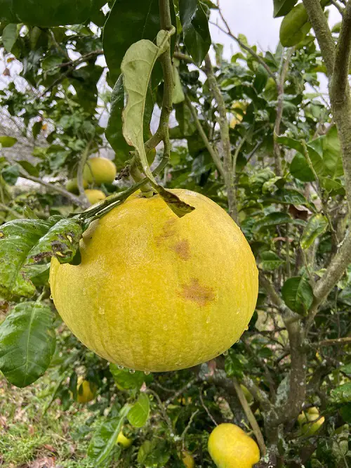 yellow Pomelo