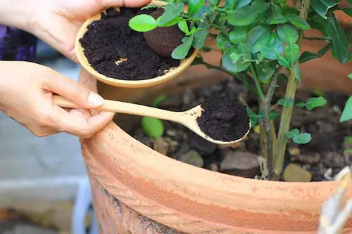 DIY potassium rich plant fertilizer 