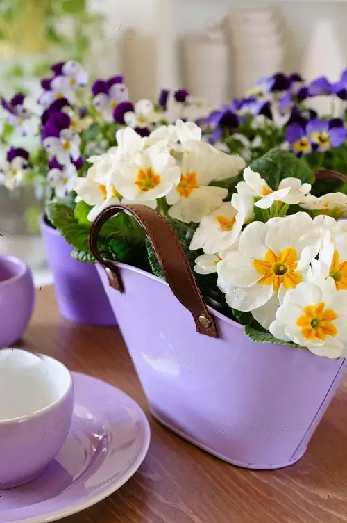 February Birth Month Flowers