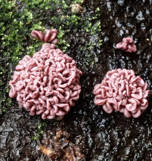 Plants with Brain-Like Structure 1