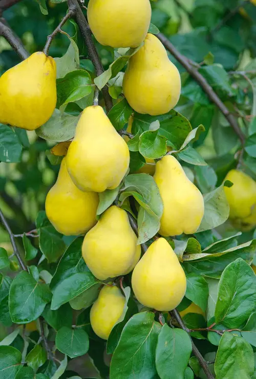 yellow Quince