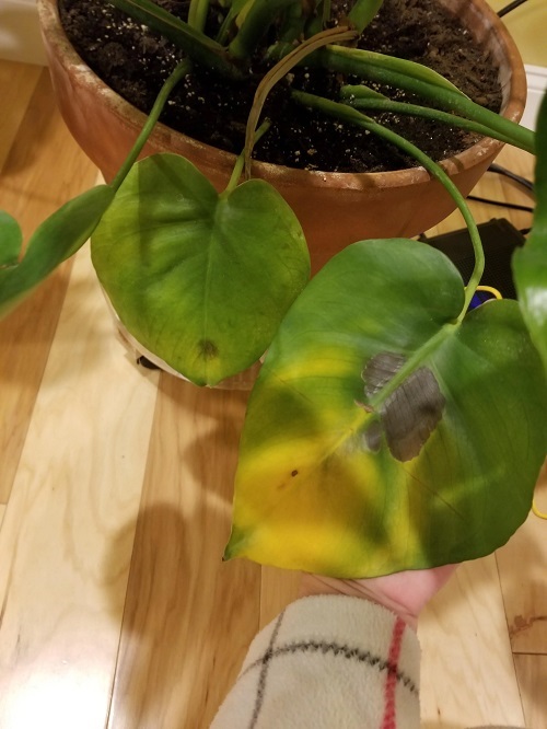 root rot in Monstera Plant 2