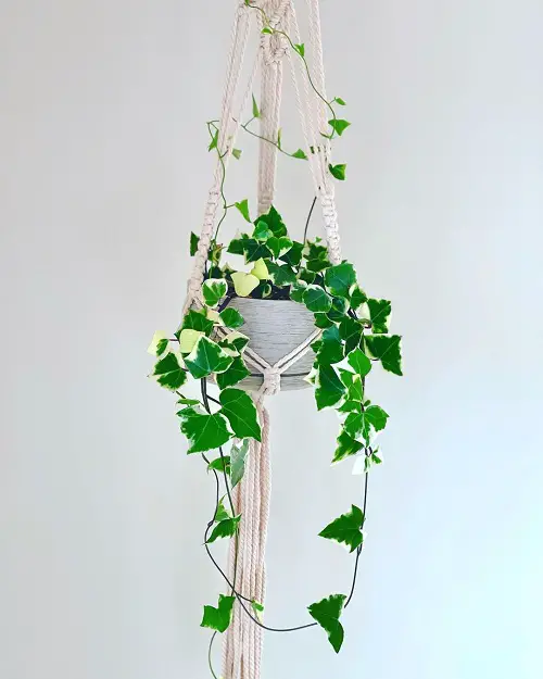 Succulents with Long Stems Hanging pot 6