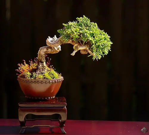 Shohin Bonsai Tree attractive pot