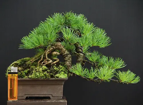 curved Shohin Bonsai Tree