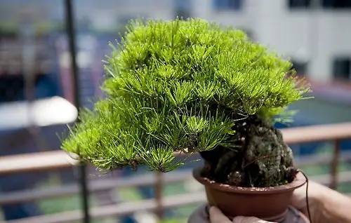 small Shohin Bonsai Tree