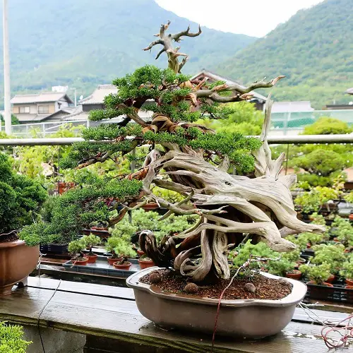 beautiful Shohin Bonsai Tree