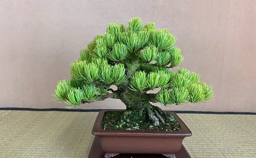 Shohin Bonsai Tree on table