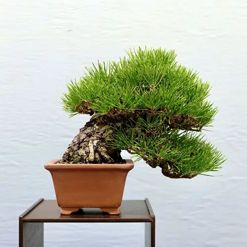 Shohin Bonsai Tree on table