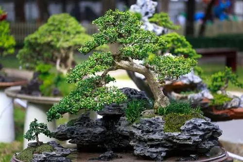 Shohin Bonsai Tree on rock 