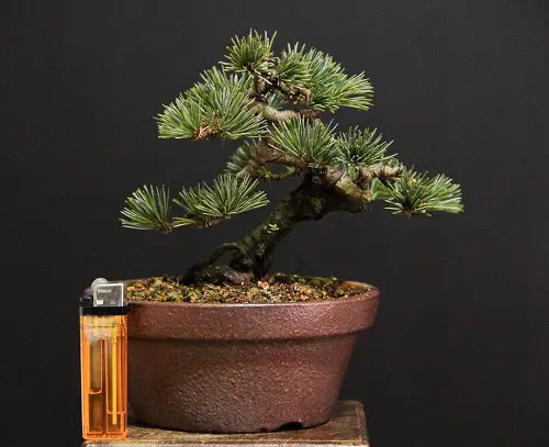 Shohin Bonsai Tree with lighter