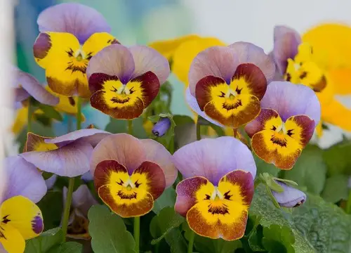 Flowers with a happy face