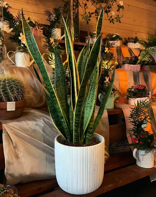 Control Container Size to Keep the Plant Slightly Root Bound