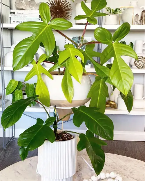 Squamiferum plant in white