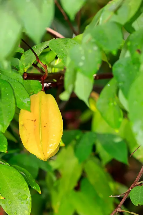 yellow Starfruit