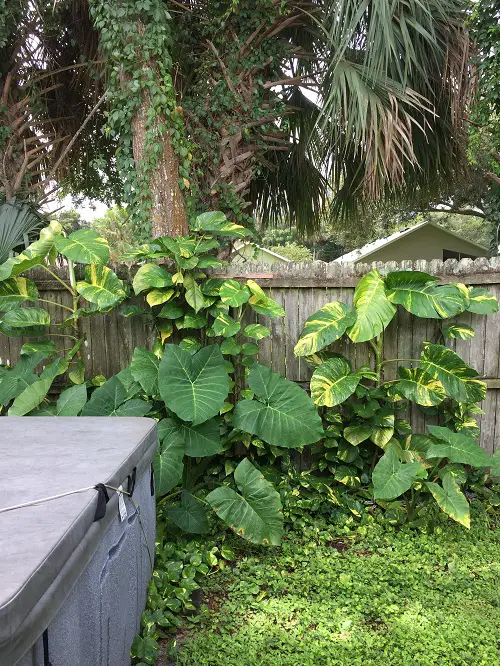 Different Ways to Grow Pothos 1