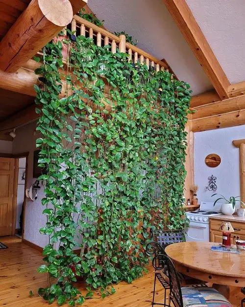 Various Methods for Growing Pothos just like Wall of hanging