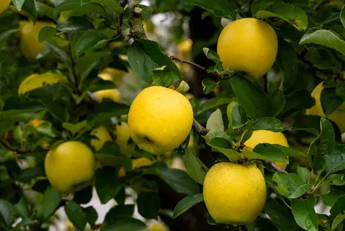  Yellow Apple