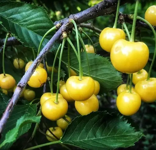 Yellow Cherry