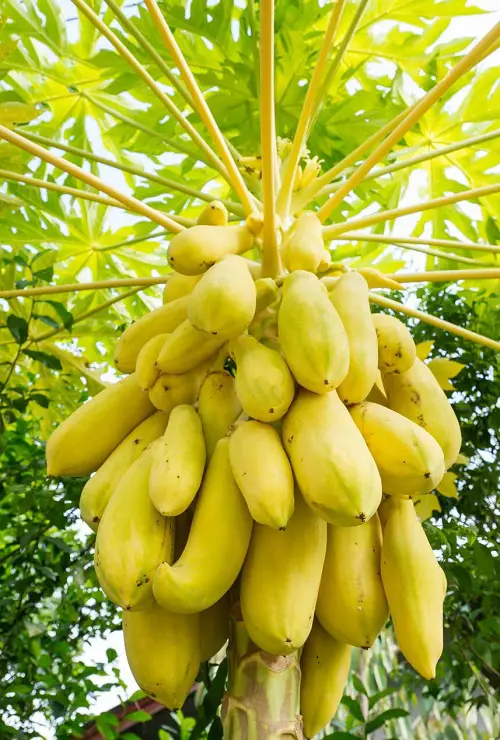 yellow Papaya