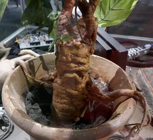 Harry Potter Plants That Are Real