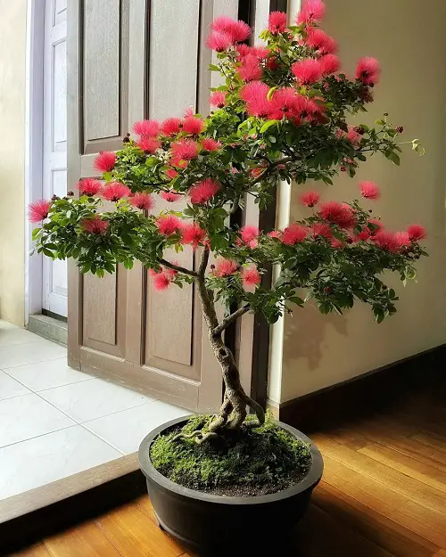 Best Types of Calliandra Plant