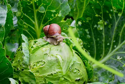  Common Pests in Your Garden